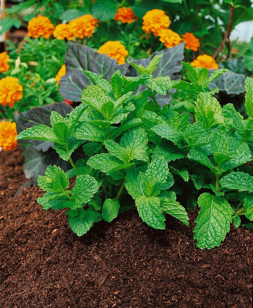 Mentha spicata ssp. hispanica, Gr&uuml;ne Minze, ca. 9x9 cm Topf - Bild 1