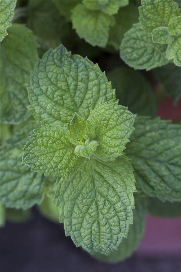 Mentha suaveolens ‚Apple Mint‘, Apfelminze, ca. 9×9 cm Topf | 04063654258698