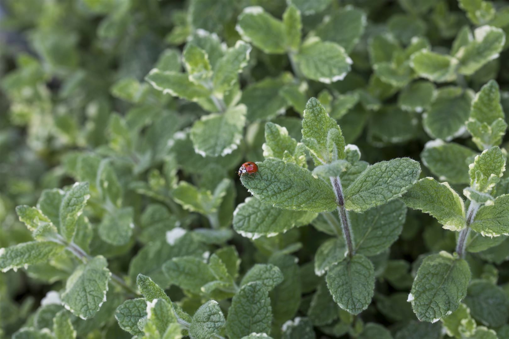 Mentha suaveolens 'Variegata', Ananasminze, buntlaubig, ca. 9x9 cm Topf - Bild 1