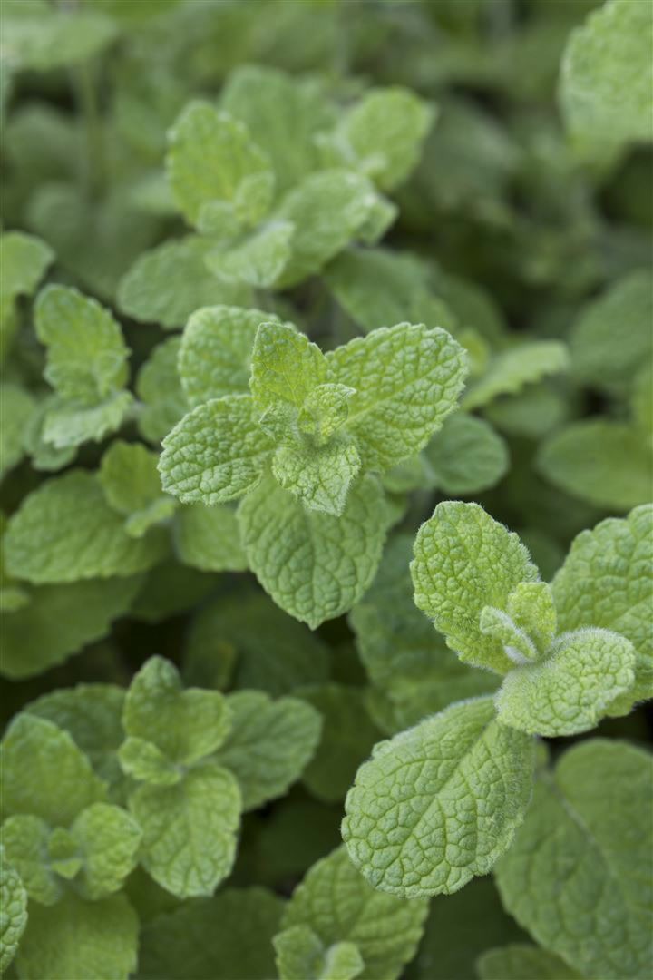 Mentha x rotundifolia, Apfelminze, aromatisch, ca. 9x9 cm Topf - Bild 1
