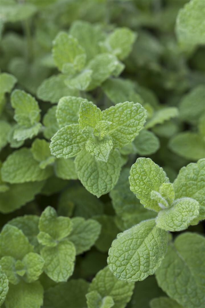 Mentha x rotundifolia, Apfelminze, aromatisch, ca. 9×9 cm Topf | 04063654258759