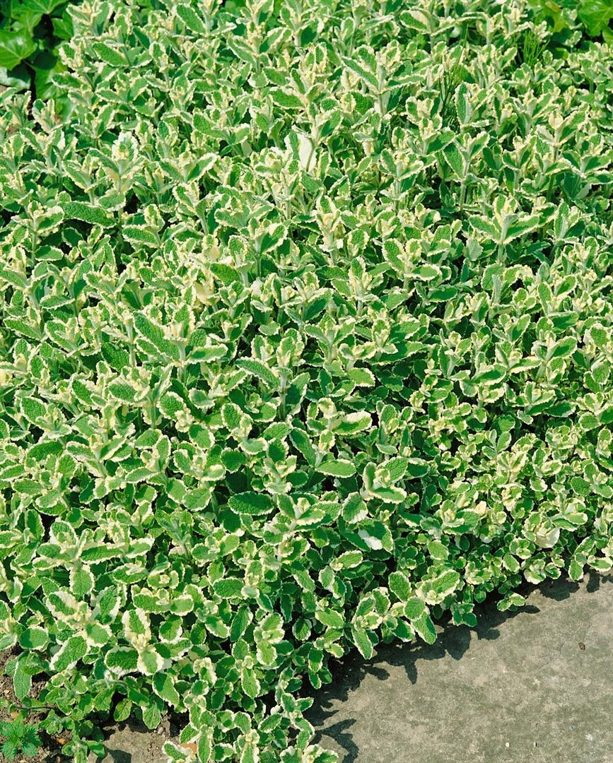 Mentha x rotundifolia 'Variegata', Buntlaubige Minze, ca. 9x9 cm Topf - Bild 1