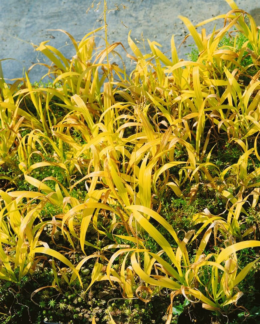 Milium effusum 'Aureum', Gold-Segge, ca. 9x9 cm Topf - Bild 1