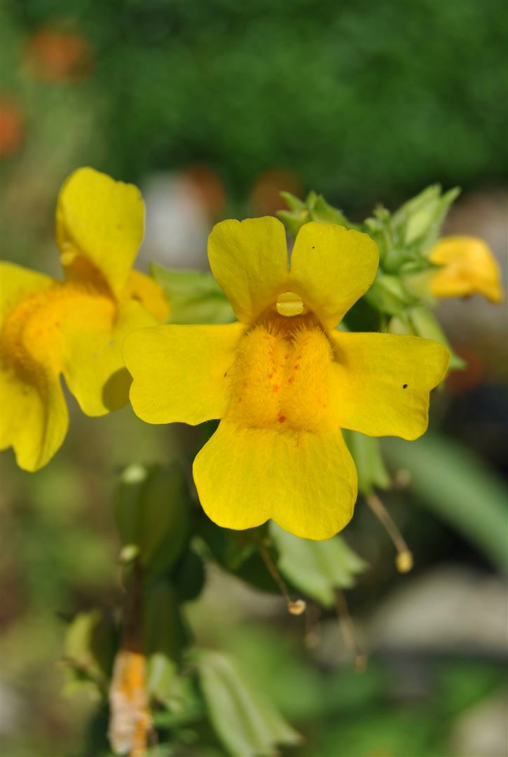 Mimulus luteus, Gelbe Gauklerblume, ca. 9x9 cm Topf - Bild 1