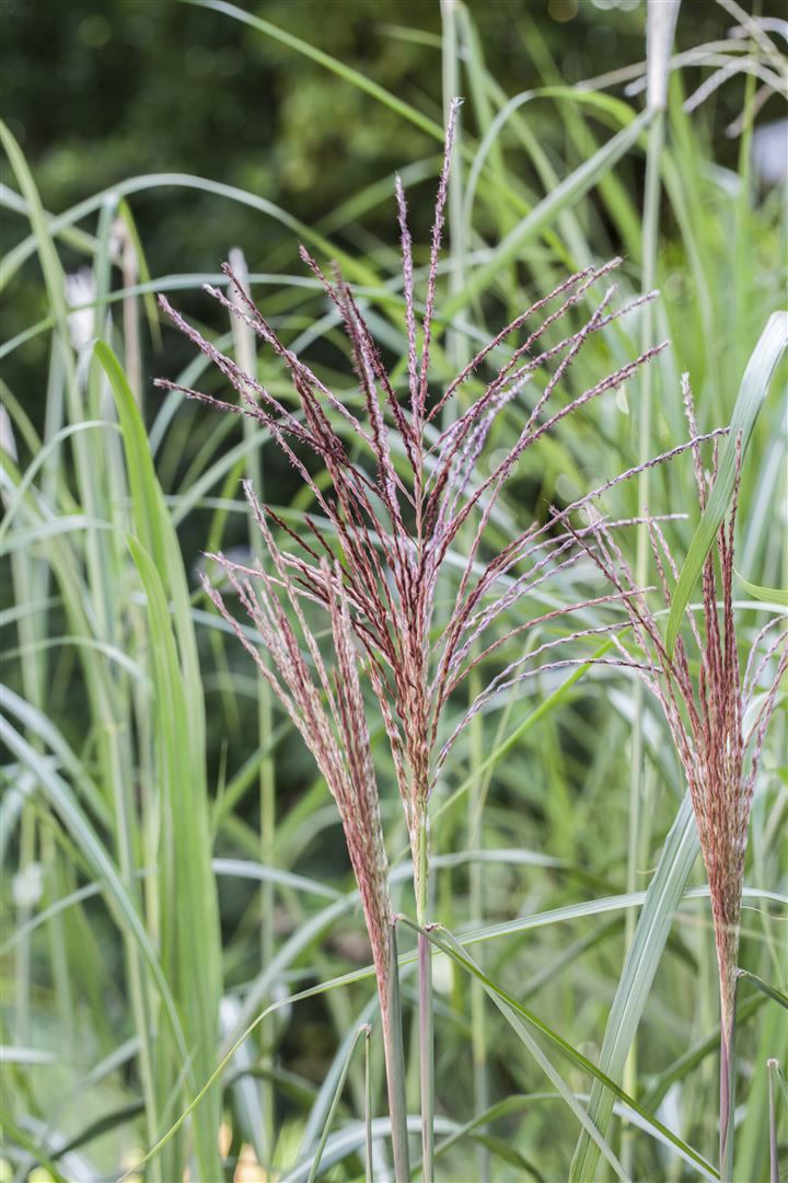 Miscanthus sinensis 'Malepartus', Chinaschilf, ca. 9x9 cm Topf - Bild 1