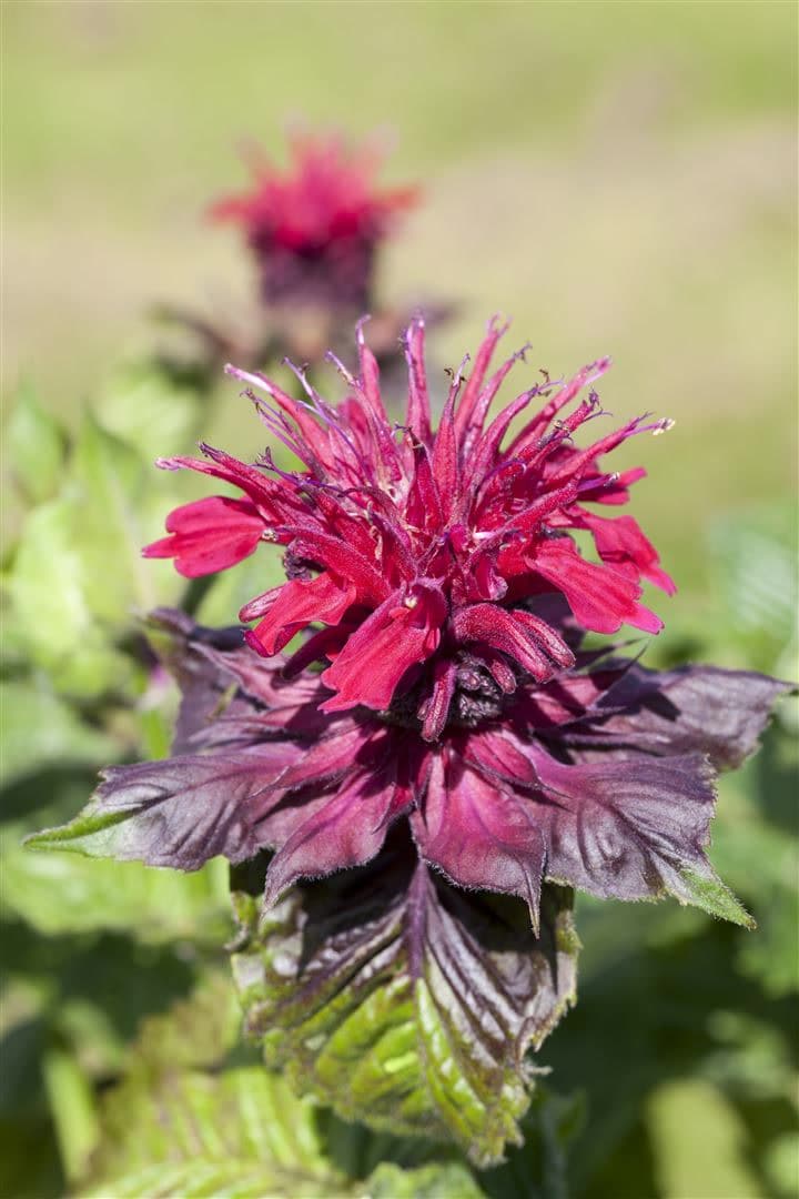 Monarda didyma, Indianernessel, rot, ca. 9x9 cm Topf - Bild 1