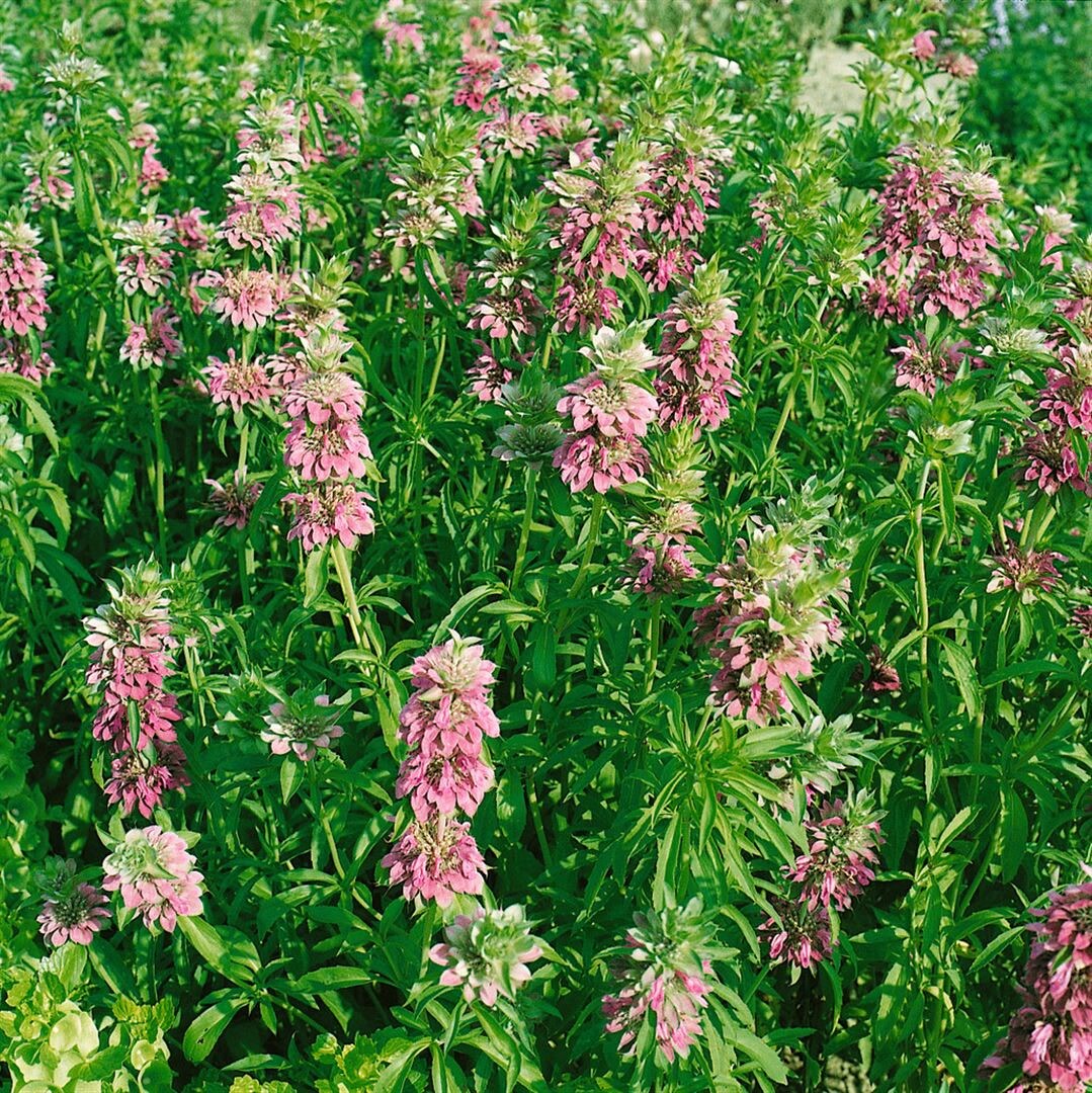 Monarda fistulosa 'Feuerschopf', Indianernessel, rot, ca. 9x9 cm Topf - Bild 1