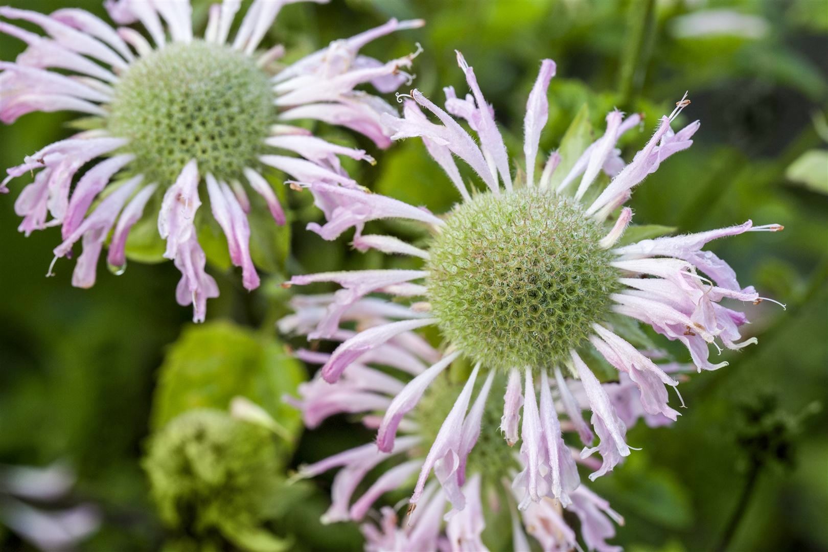 Monarda fistulosa 'Fishes', Indianernessel, lavendelrosa, ca. 9x9 cm Topf - Bild 1