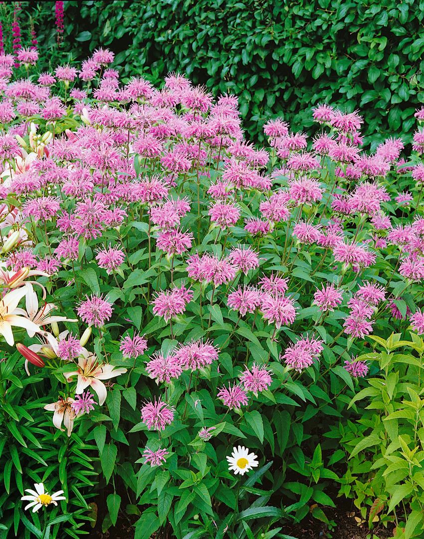 Monarda fistulosa var. menthifolia, Indianernessel, ca. 9x9 cm Topf - Bild 1
