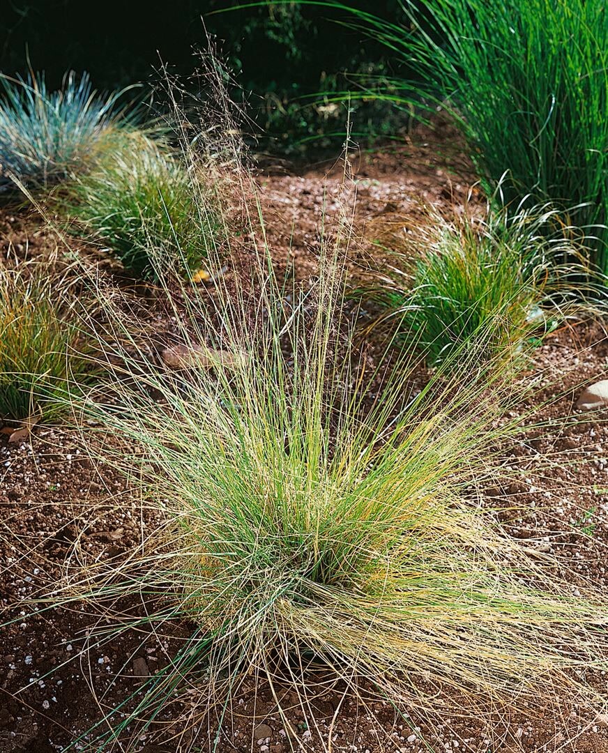 Muhlenbergia capillaris, rosa Bl&uuml;ten, ca. 9x9 cm Topf - Bild 1