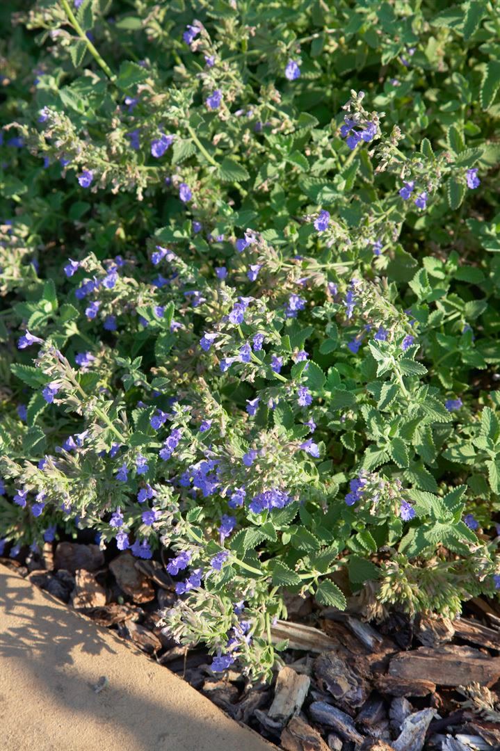 Nepeta cataria, Katzenminze, aromatisch, ca. 9x9 cm Topf - Bild 1