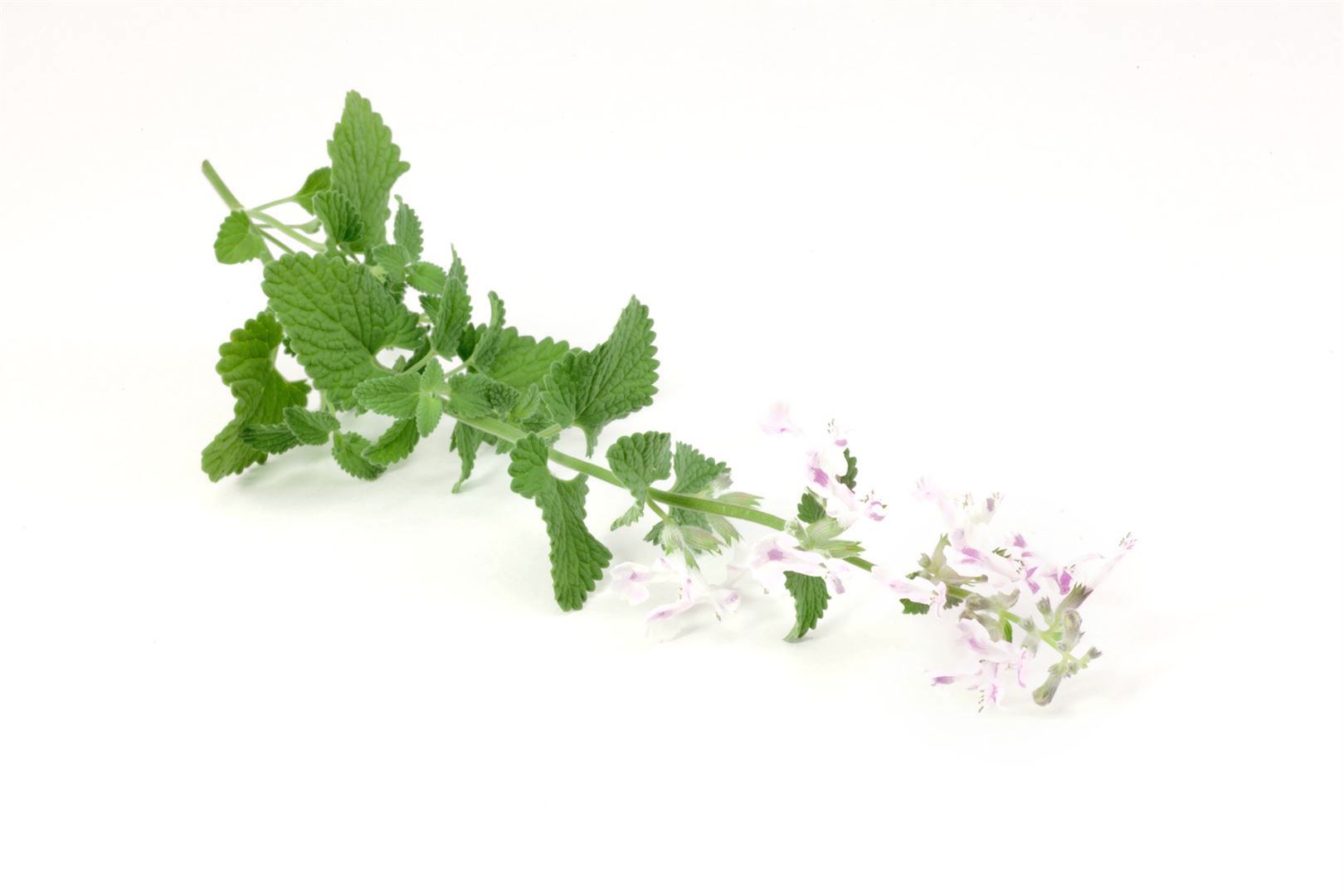 Nepeta cataria ssp. citriodora, Zitronen-Katzenminze, ca. 9x9 cm Topf - Bild 1