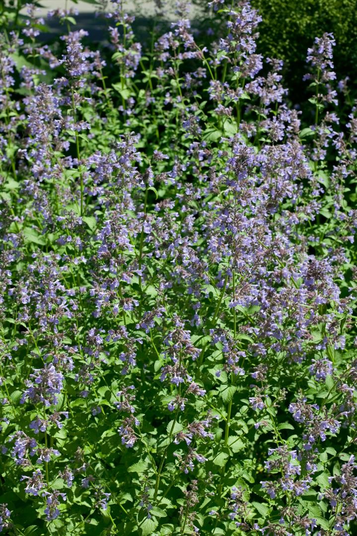 Nepeta grandiflora 'Pool Bank', Katzenminze, blauviolett, ca. 9x9 cm Topf - Bild 1