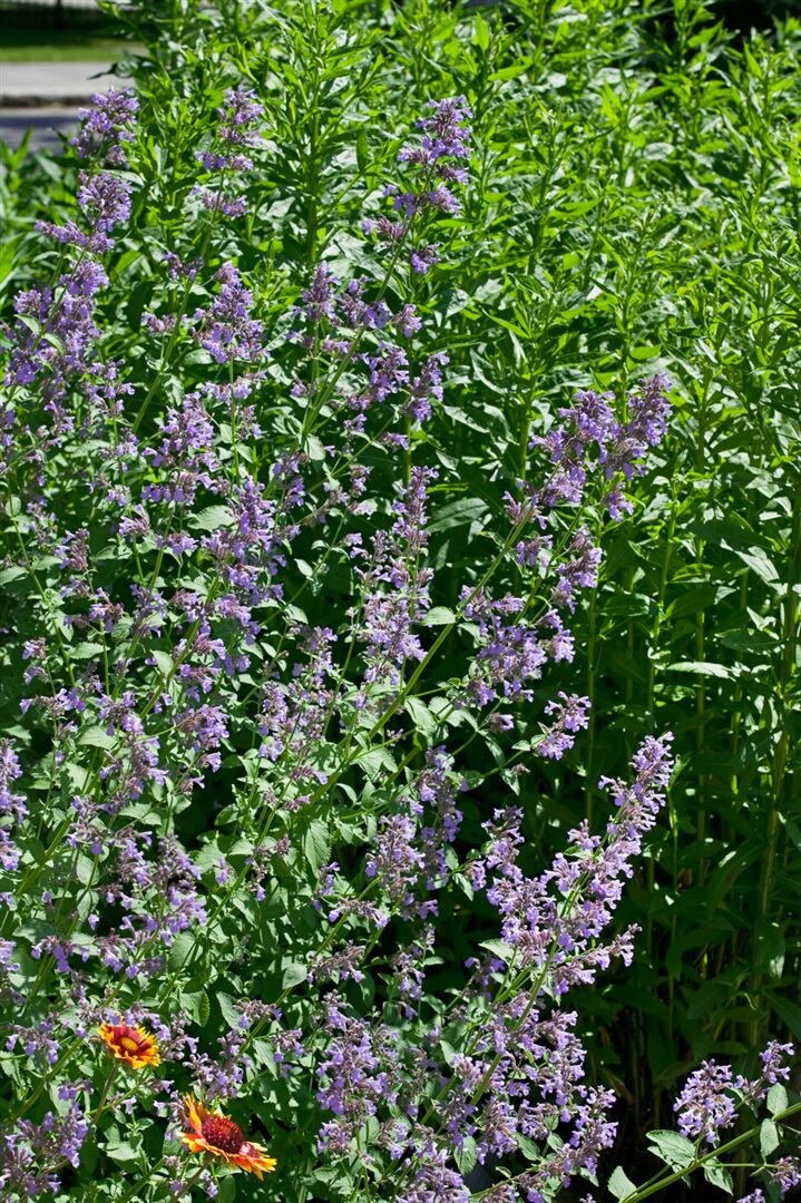Nepeta grandiflora 'Zinser's Giant', Katzenminze, blau, ca. 9x9 cm Topf - Bild 1