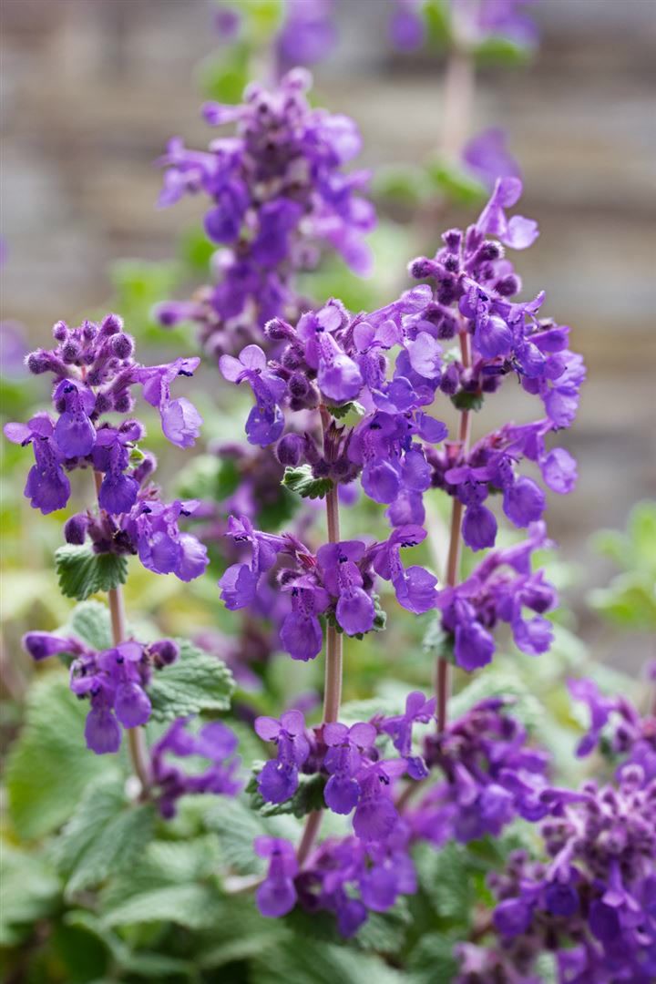 Nepeta racemosa 'Superba', Katzenminze, blauviolett, ca. 9x9 cm Topf - Bild 1