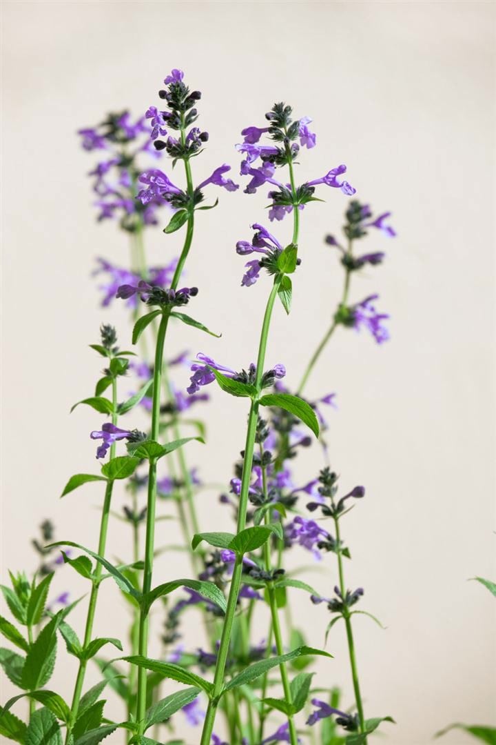 Nepeta sibirica, Katzenminze, blauviolett, ca. 9x9 cm Topf - Bild 1