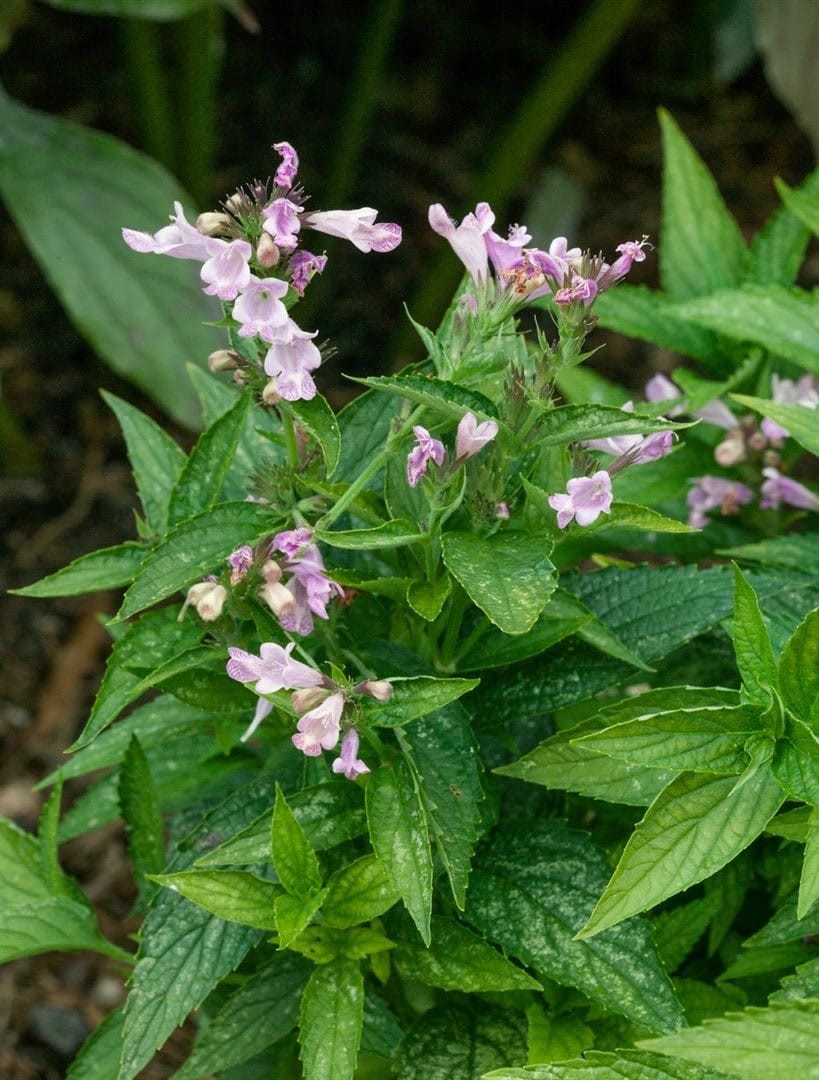 Nepeta subsessilis, Katzenminze, blauviolett, ca. 9x9 cm Topf - Bild 1