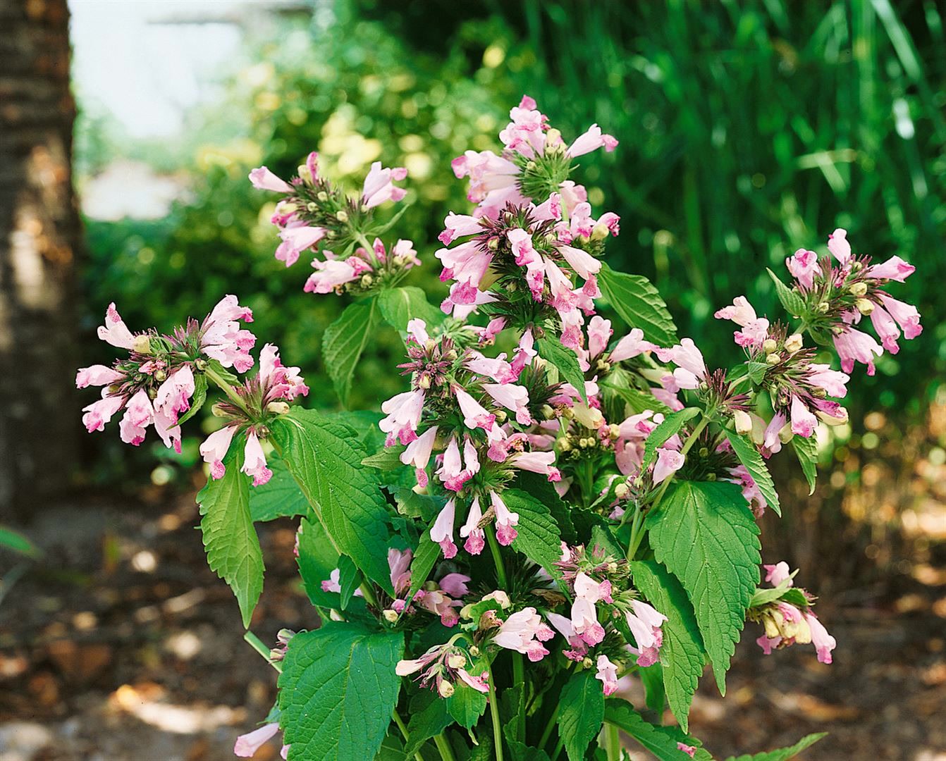 Nepeta subsessilis 'Sweet Dreams', Katzenminze, rosa, ca. 9x9 cm Topf - Bild 1