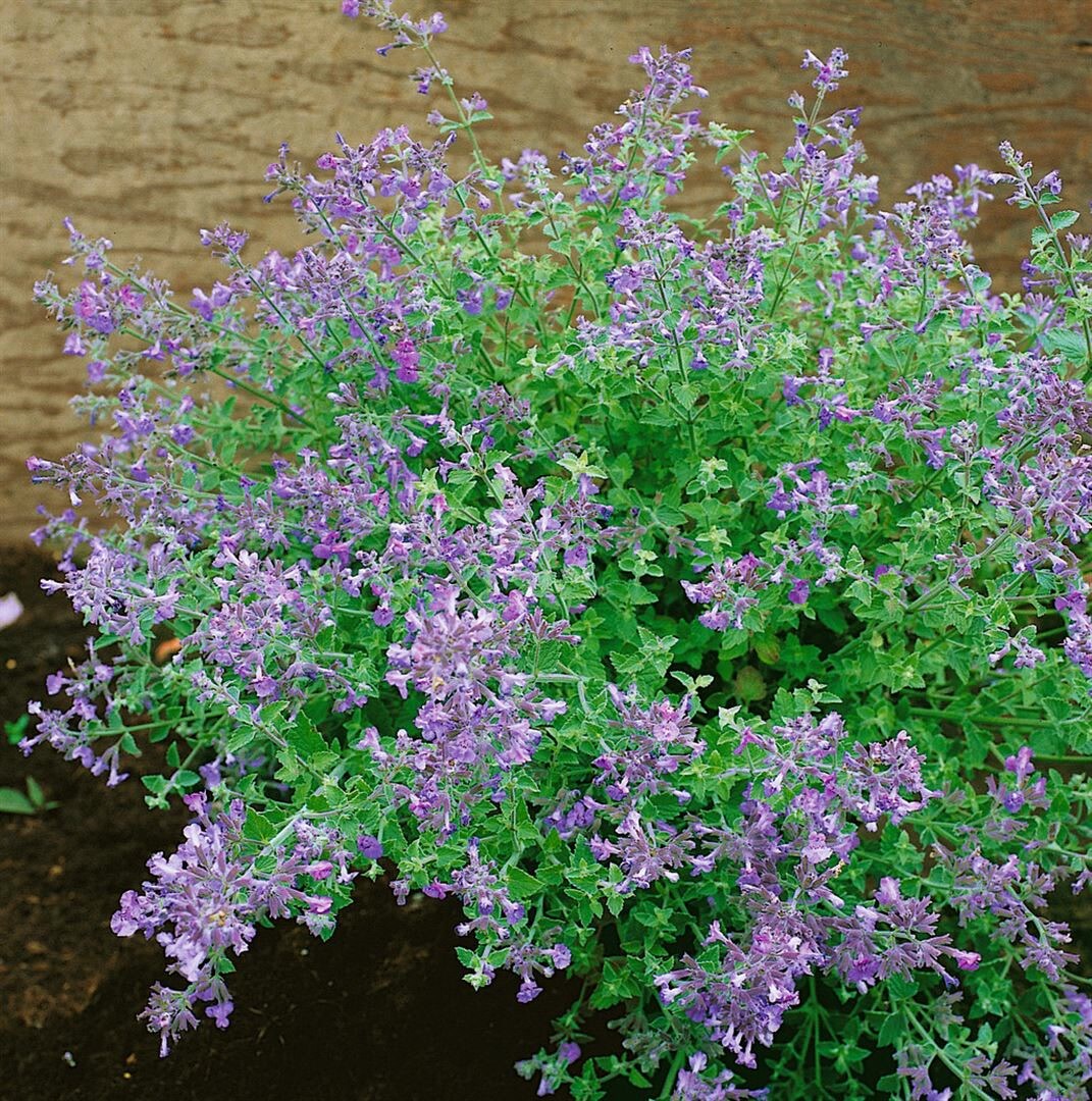 Nepeta x faassenii 'Kit Cat', Katzenminze, blauviolett, ca. 9x9 cm Topf - Bild 1