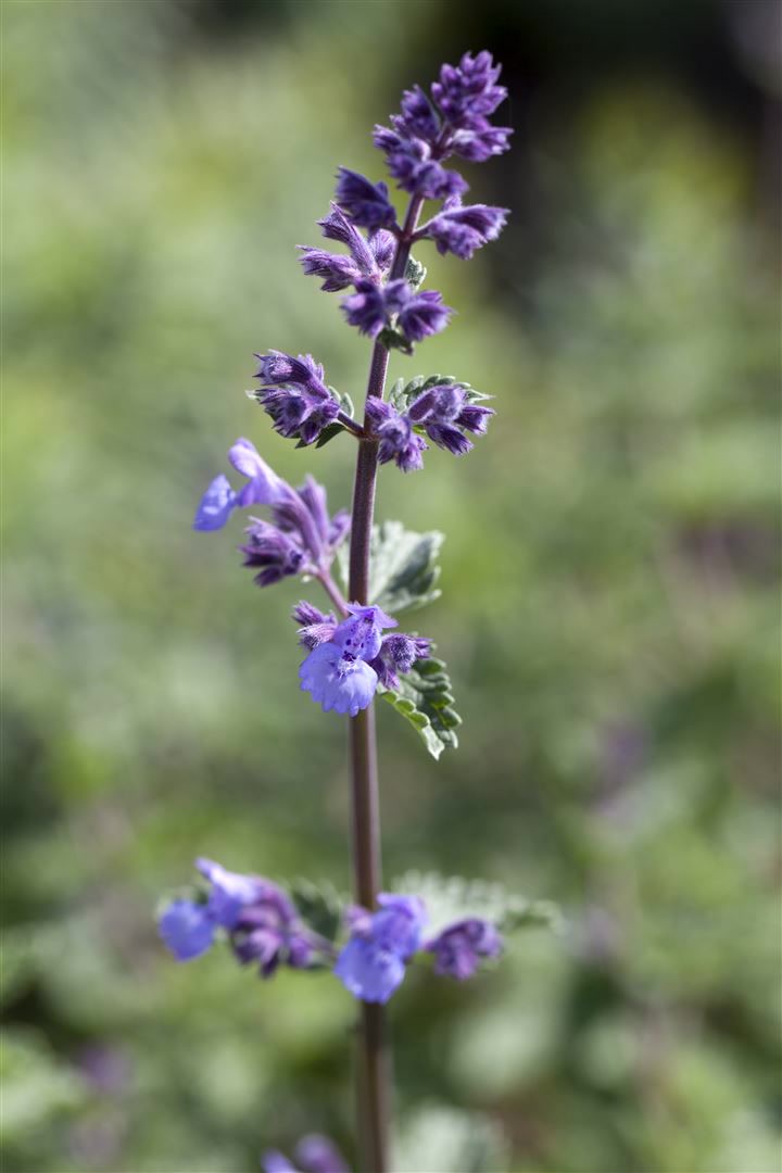 Nepeta x faassenii 'Walker's Low', Katzenminze, blau, ca. 9x9 cm Topf - Bild 1