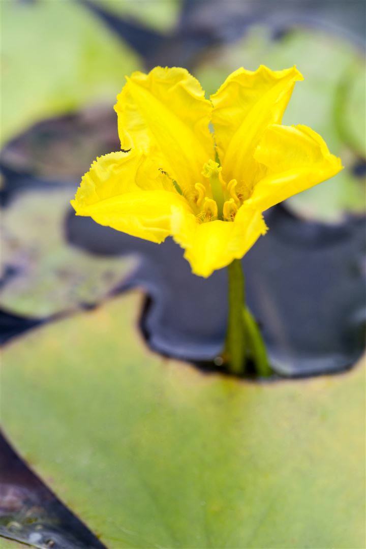 Nymphoides peltata, Seekanne, gelb, ca. 9x9 cm Topf - Bild 1