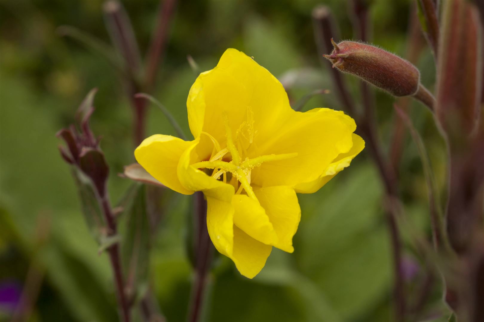 Oenothera odorata 'Sulphurea', Nachtkerze, gelb, ca. 9x9 cm Topf - Bild 1