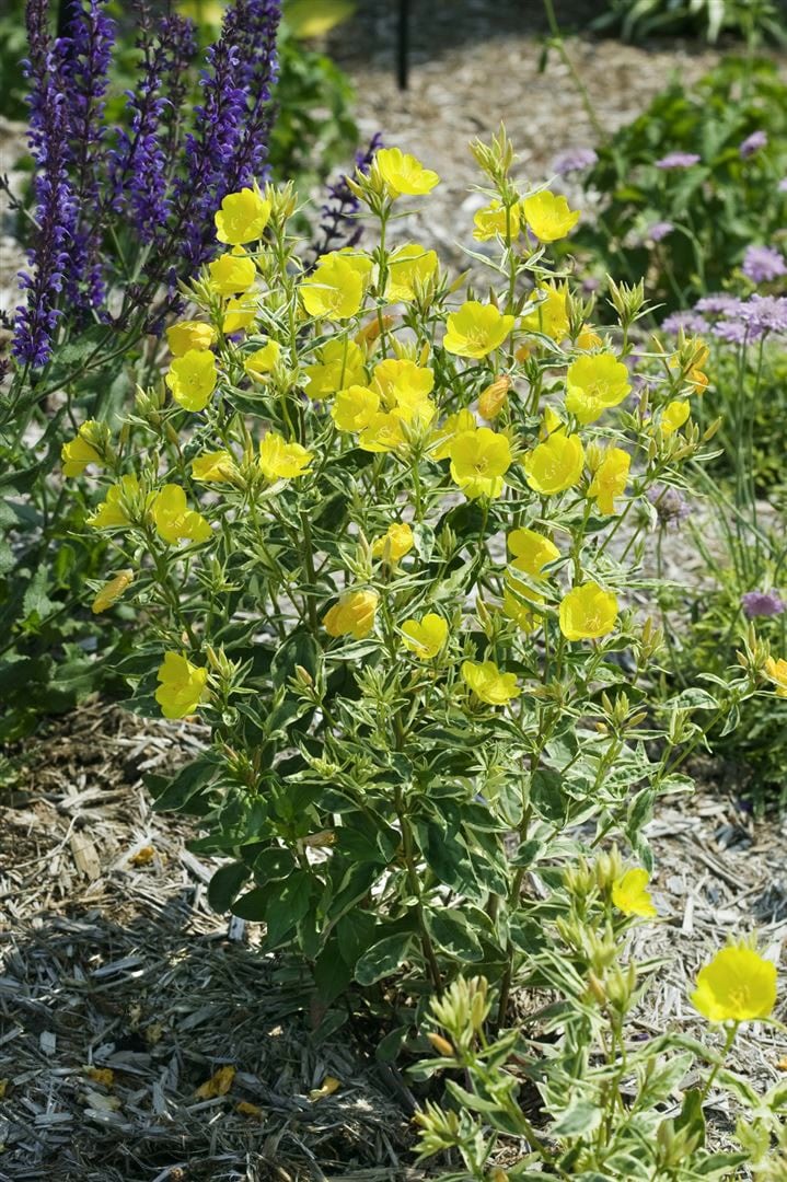Oenothera tetragona, Nachtkerze, gelb, ca. 9x9 cm Topf - Bild 1