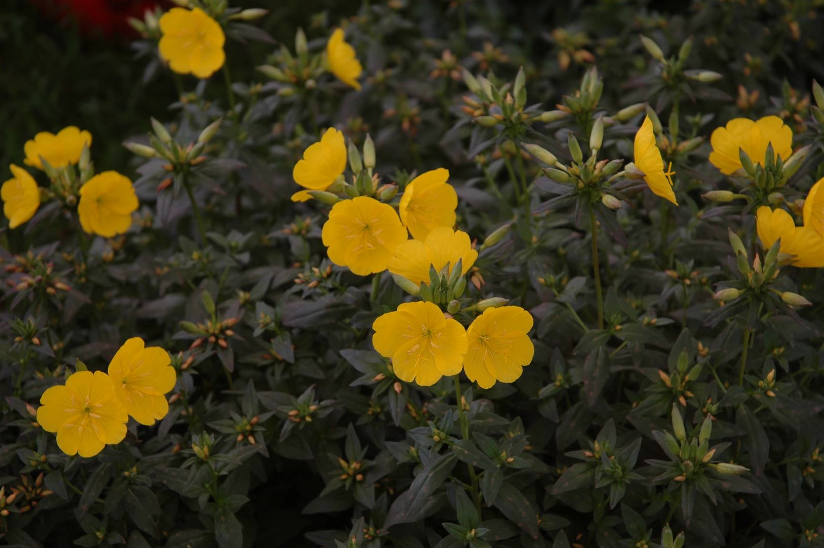 Oenothera tetragona 'Hohes Licht', Nachtkerze, gelb, ca. 9x9 cm Topf - Bild 1