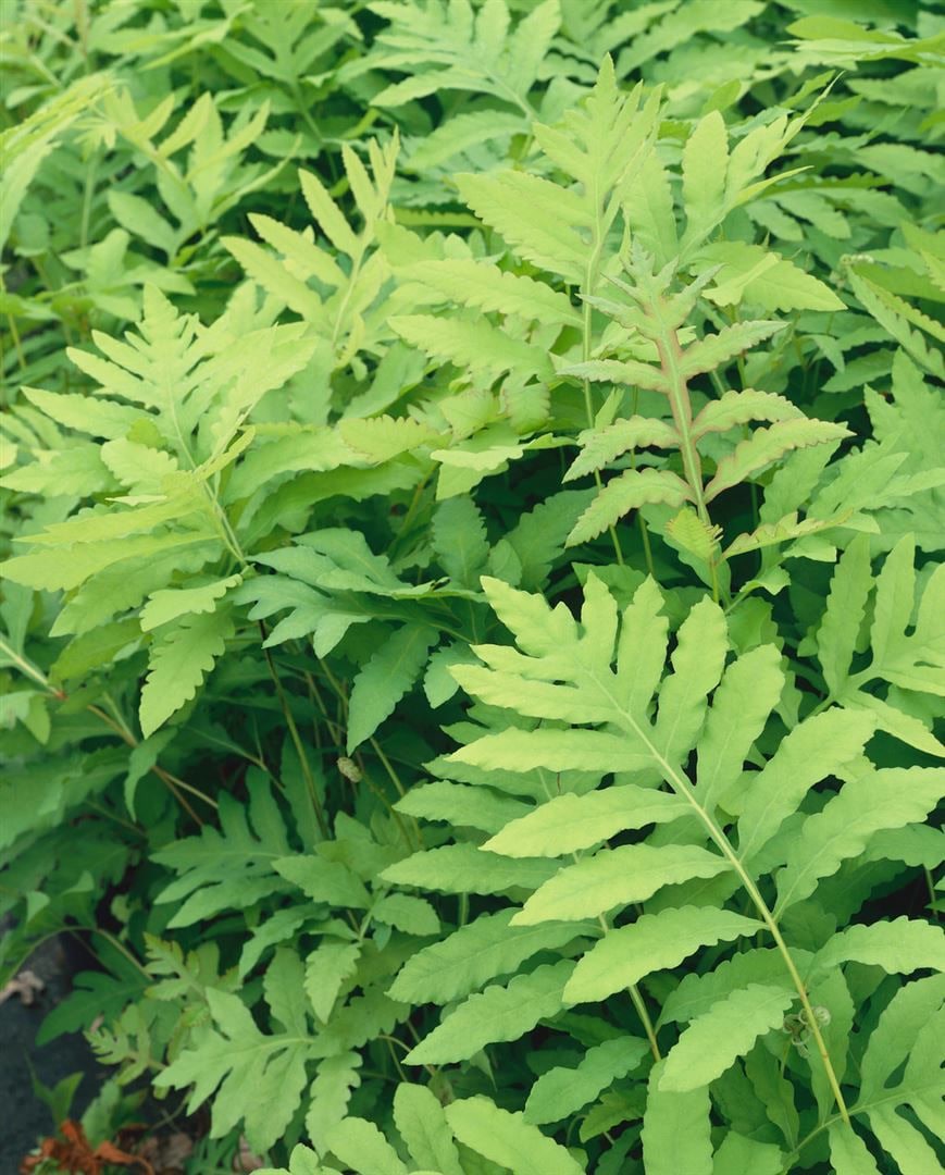 Onoclea sensibilis, F&auml;cherfarn, ca. 9x9 cm Topf - Bild 1