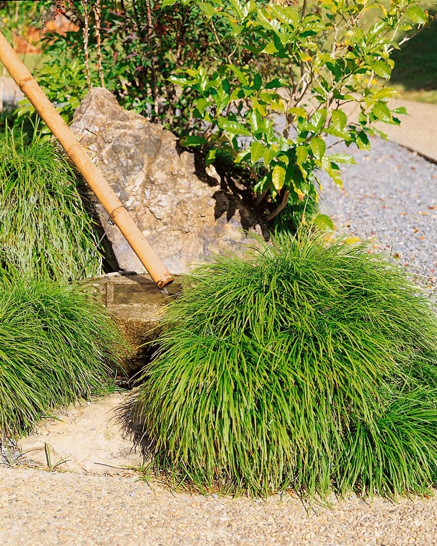 Ophiopogon japonicus, Schlangenbart, immergr&uuml;n, ca. 9x9 cm Topf - Bild 1