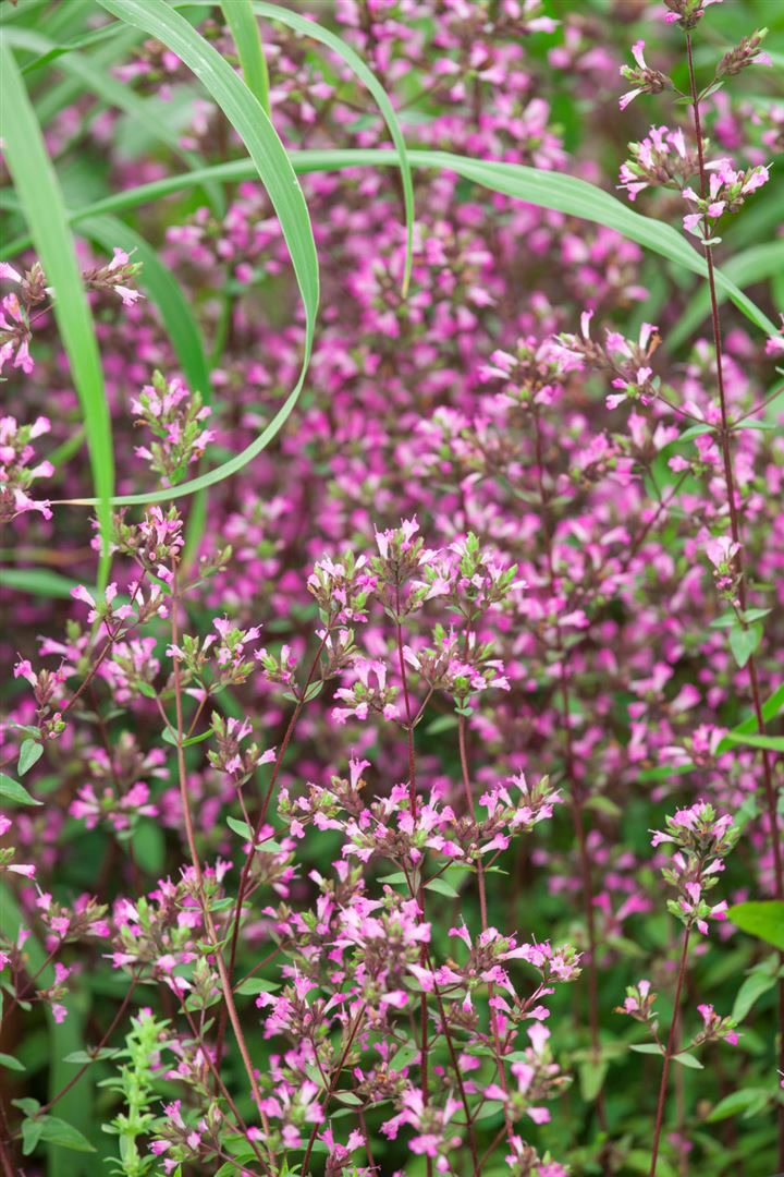 Origanum laevigatum 'Hopley', Oregano, rosa Bl&uuml;ten, ca. 9x9 cm Topf - Bild 1