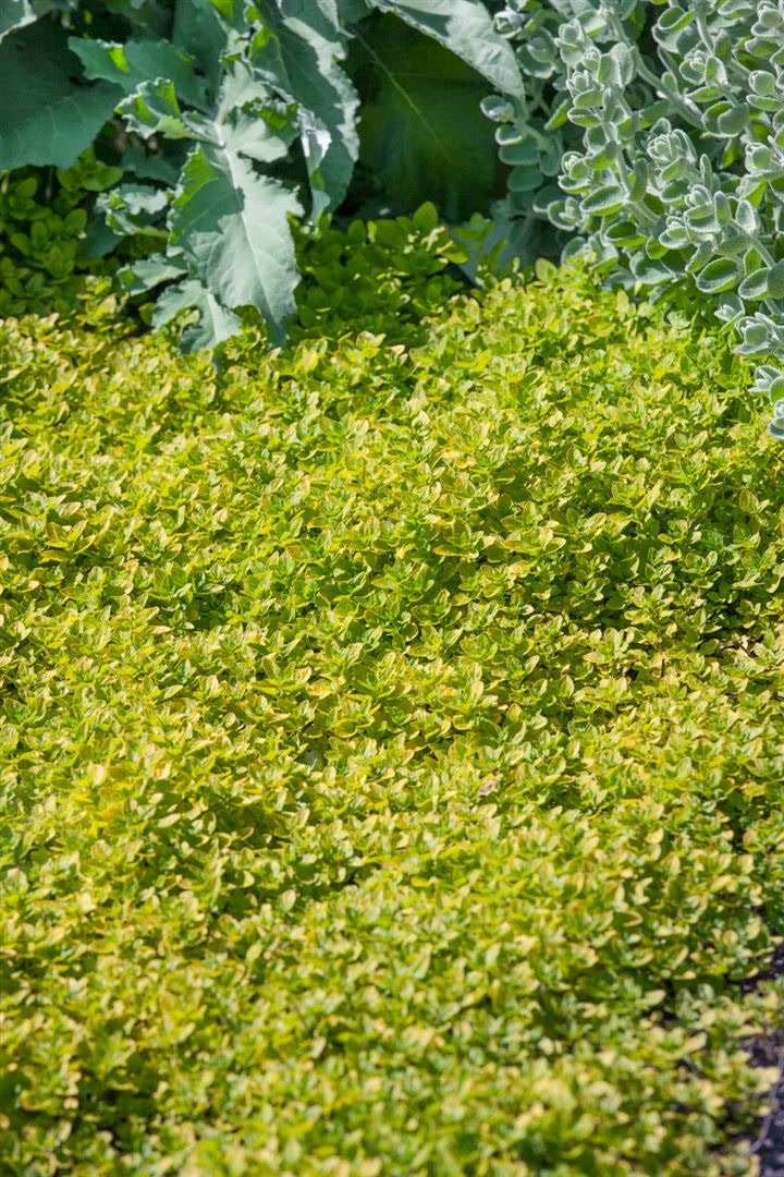 Origanum vulgare 'Thumbles', Oregano, aromatisch, ca. 9x9 cm Topf - Bild 1