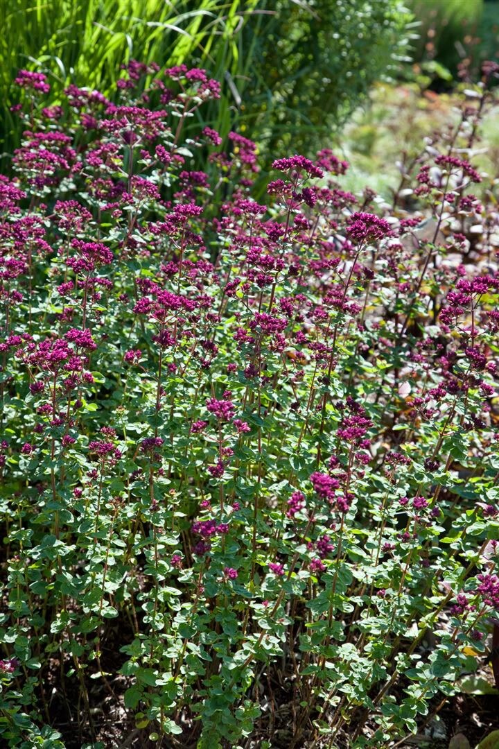 Origanum laevigatum 'Rosenkuppel', Oregano, rosa Bl&uuml;ten, ca. 9x9 cm Topf - Bild 1