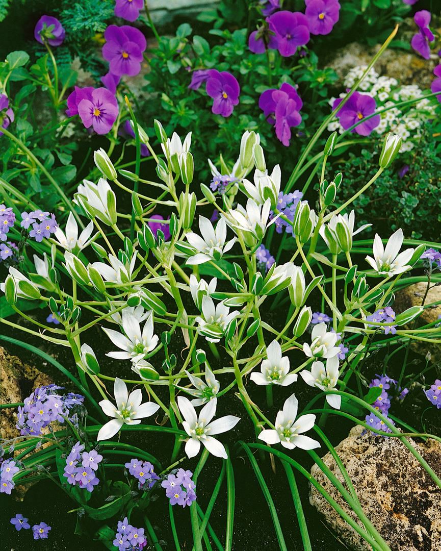 Ornithogalum umbellatum, Dolden-Milchstern, wei&szlig;, ca. 9x9 cm Topf - Bild 1