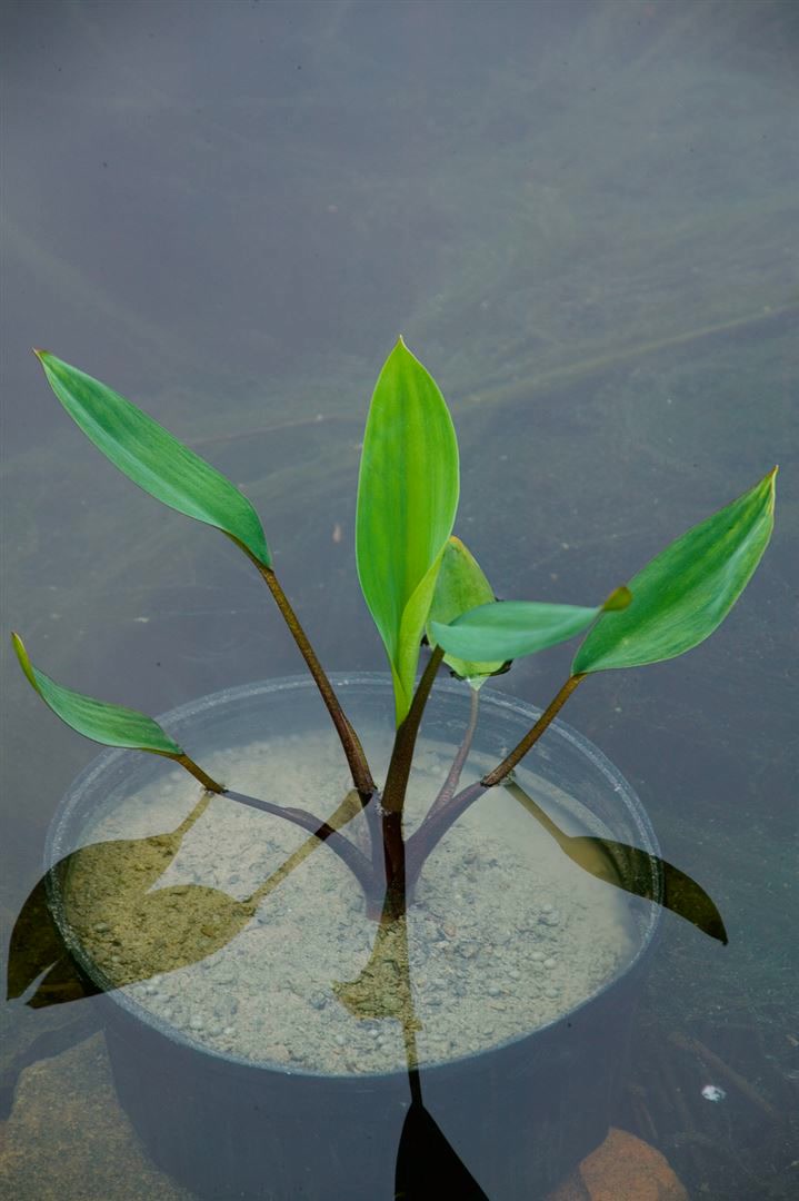 Orontium aquaticum, Goldkolben, ca. 9x9 cm Topf, dekorativ - Bild 1
