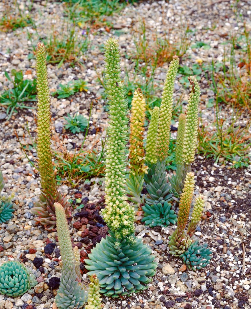 Orostachys spinosus, Rosettenpflanze, ca. 9x9 cm Topf - Bild 1
