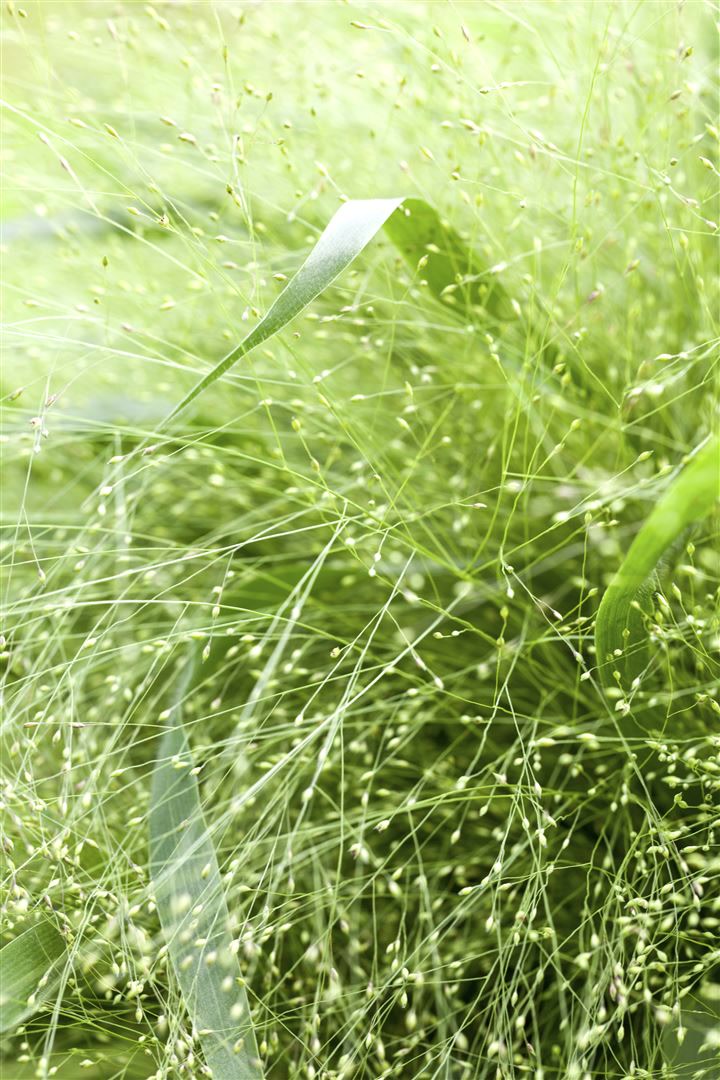 Panicum virgatum, Rutenhirse, ca. 9x9 cm Topf, zierend - Bild 1