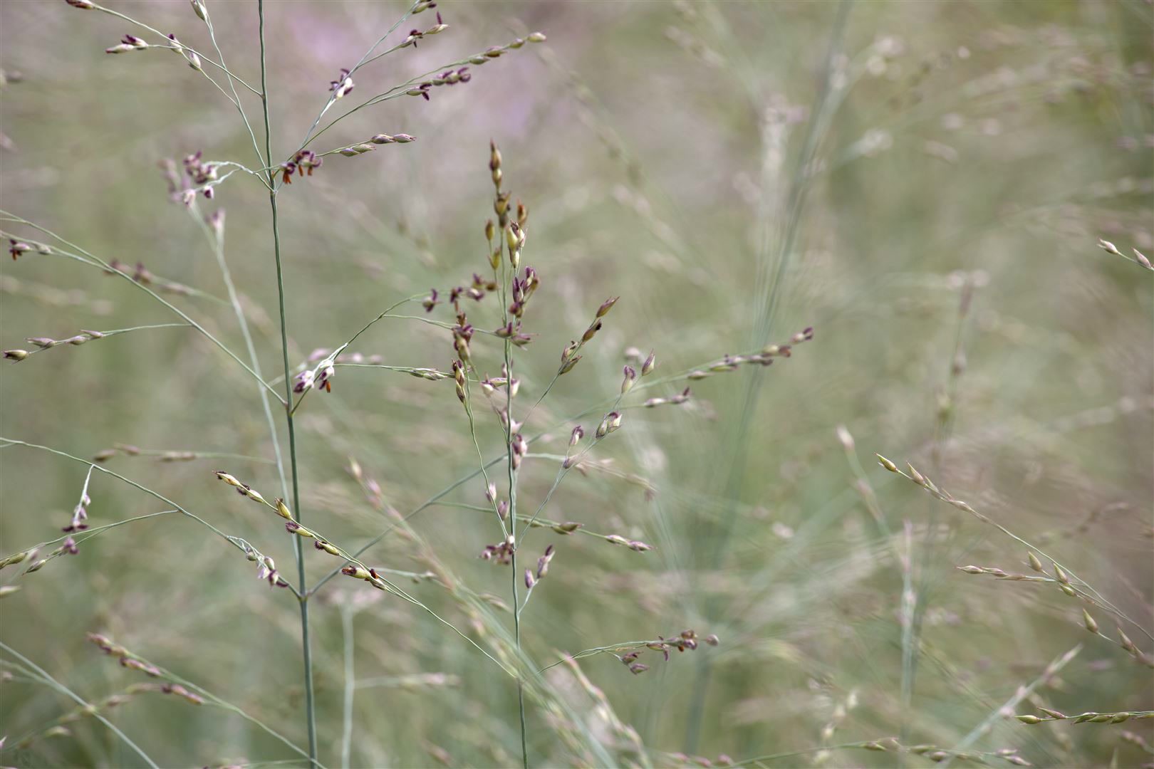 Panicum virgatum 'Prairie Sky', Rutenhirse, ca. 9x9 cm Topf - Bild 1