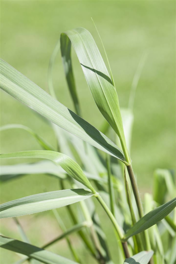 Panicum virgatum 'Squaw', Rutenhirse, rotbraun, ca. 9x9 cm Topf - Bild 1