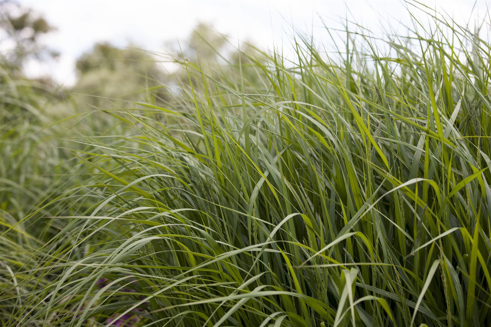 Panicum virgatum 'Strictum', Rutenhirse, aufrecht, ca. 9x9 cm Topf - Bild 1