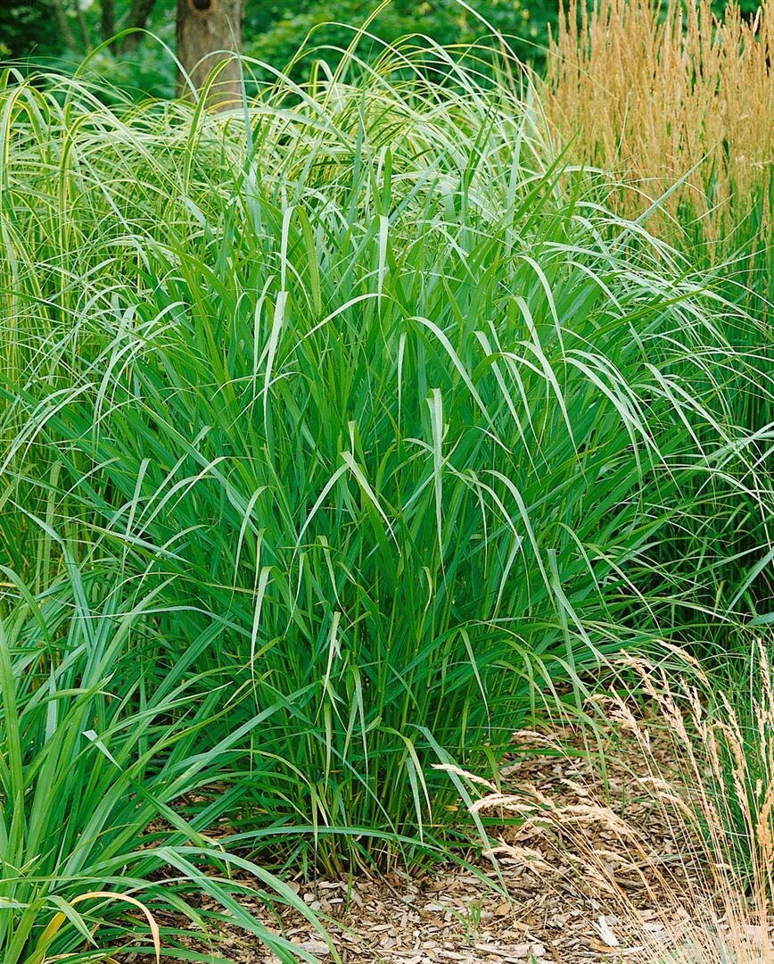 Panicum virgatum 'Warrior', Rutenhirse, ca. 9x9 cm Topf - Bild 1