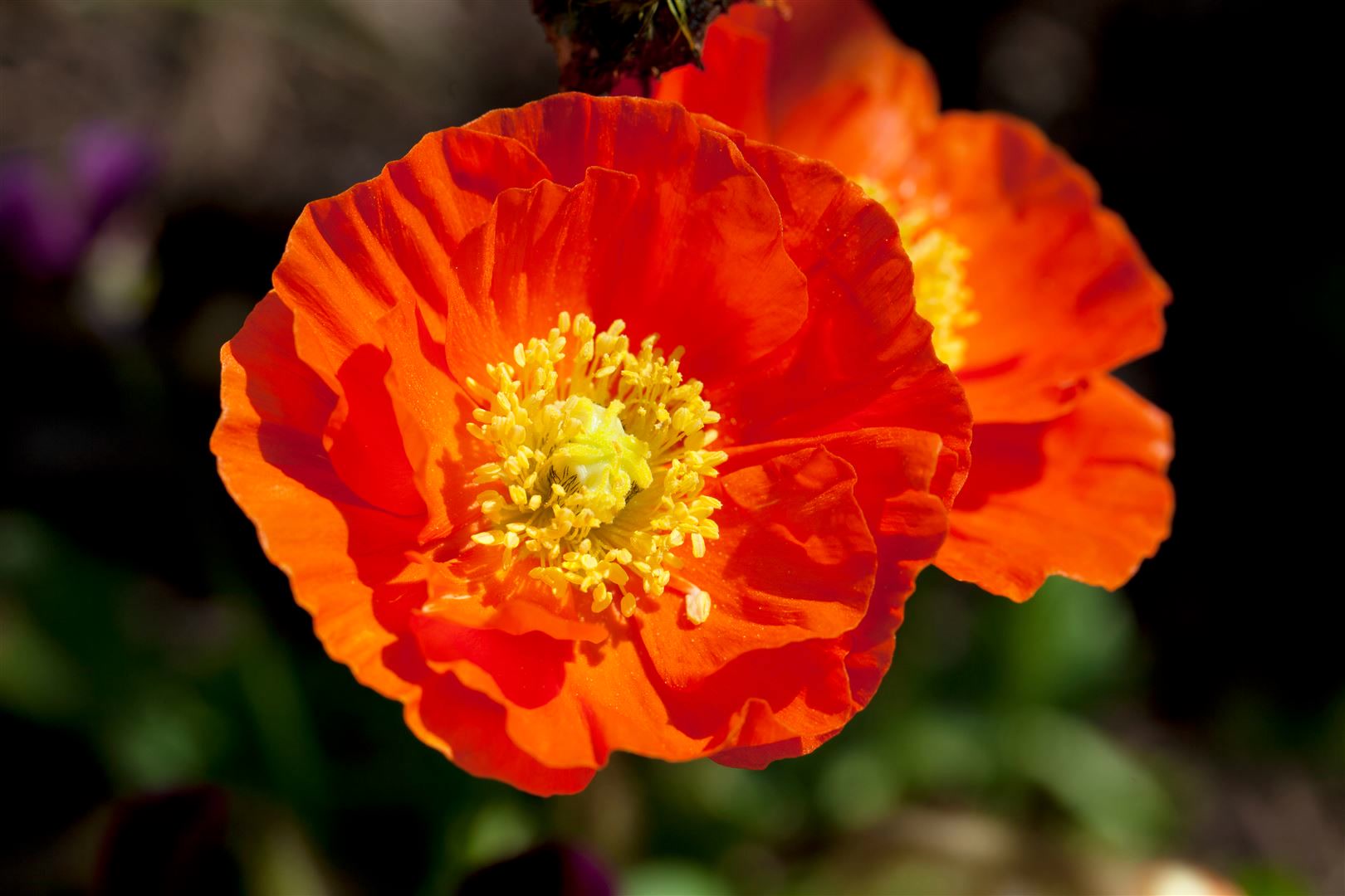 Papaver nudicaule 'Gartenzwerg', Islandmohn, bunt, ca. 9x9 cm Topf - Bild 1