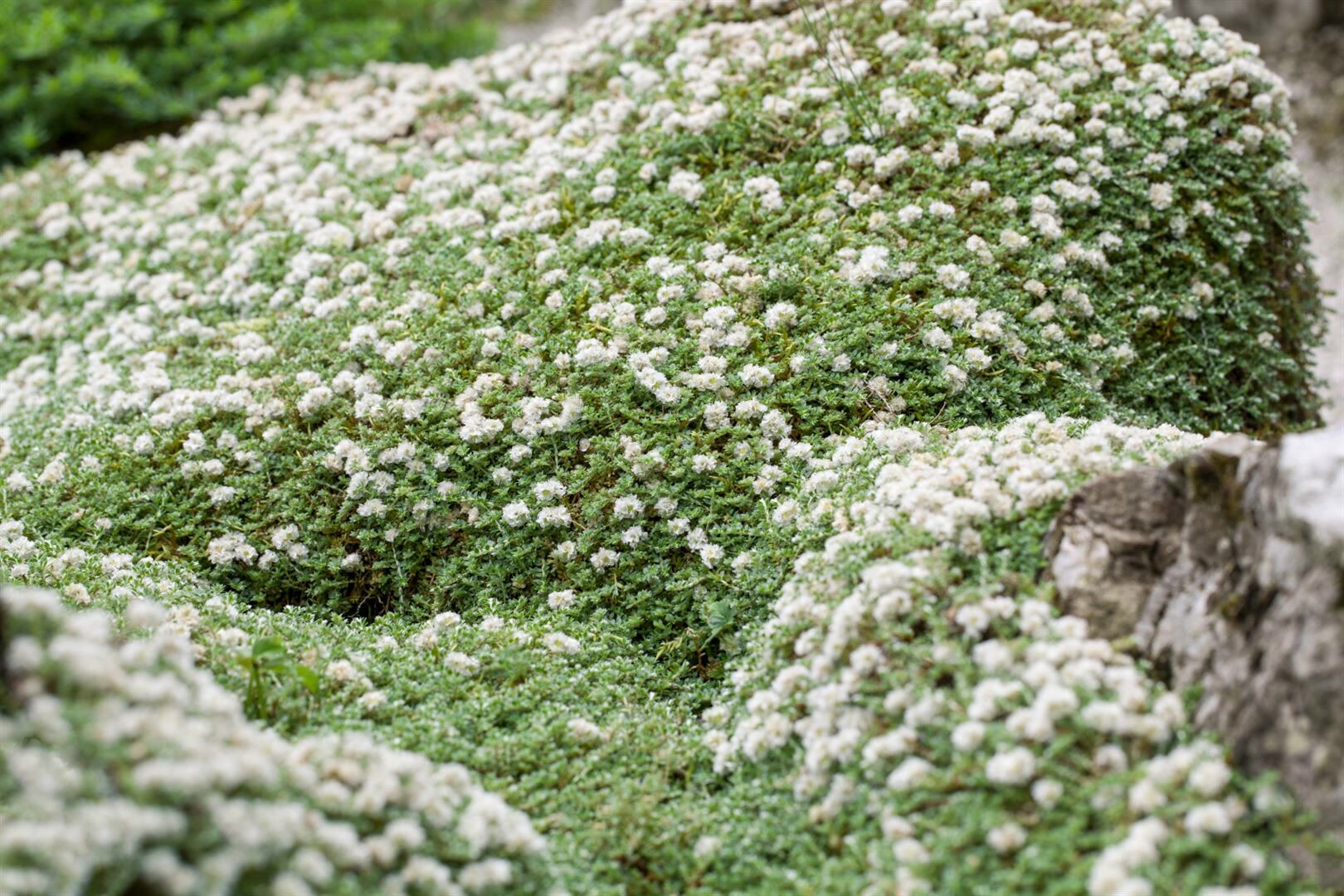 Paronychia kapela ssp. serpyllifolia, Silberkraut, ca. 9×9 cm Topf | 04063654306764