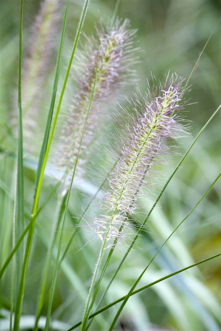 Pennisetum alopecuroides, Lampenputzergras, ca. 9x9 cm Topf - Bild 1