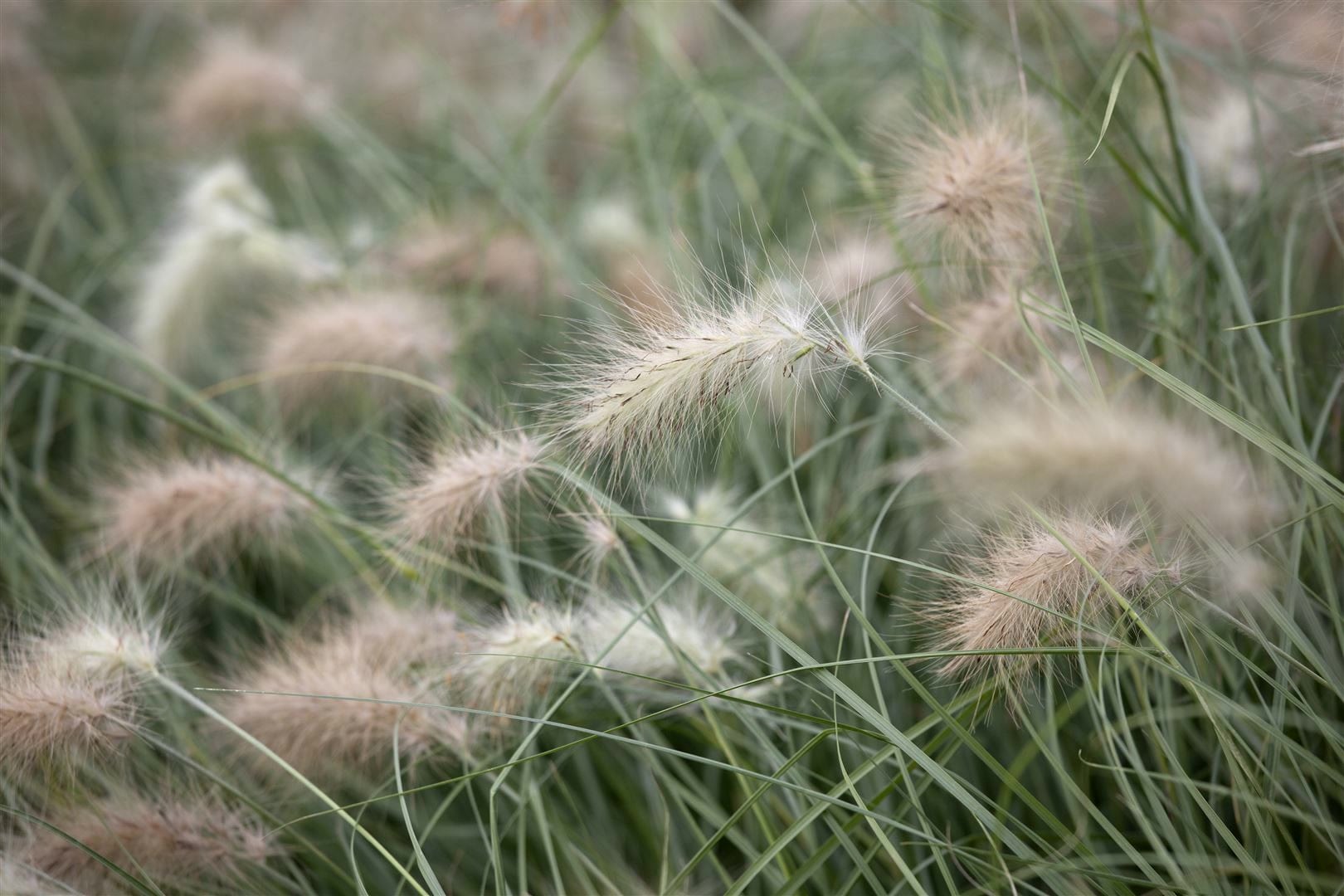 Pennisetum villosum, Lampenputzergras, flauschig, ca. 9x9 cm Topf - Bild 1