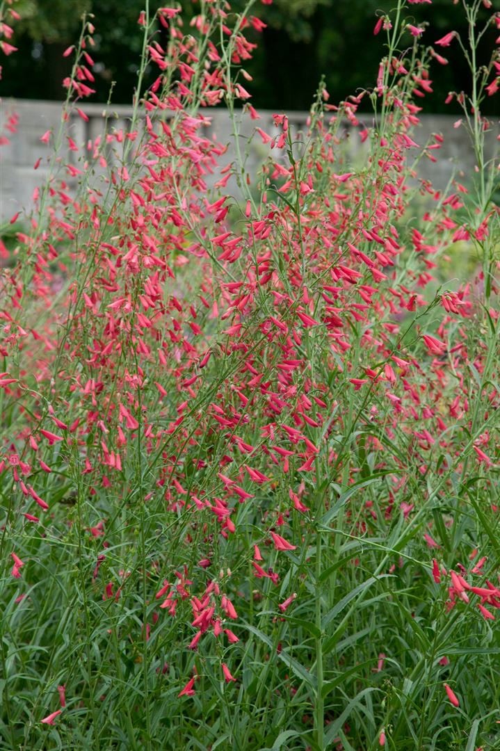 Penstemon barbatus 'Coccineus', Bartfaden, leuchtend rot, ca. 9x9 cm Topf - Bild 1