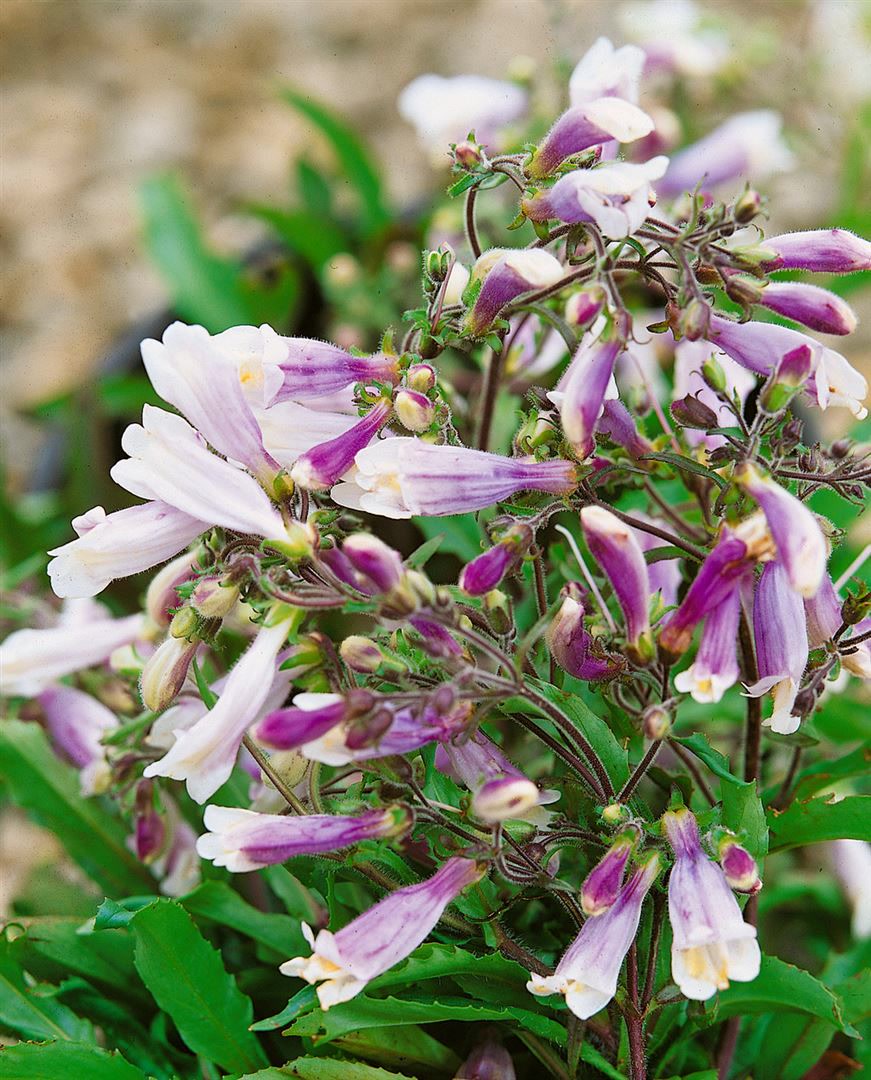 Penstemon hirsutus 'Pygmaeus', Bartfaden, ca. 9x9 cm Topf - Bild 1