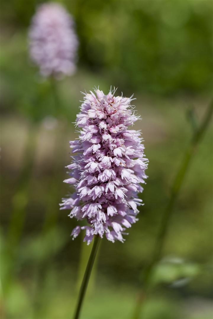 Persicaria amphibia, Wasserkn&ouml;terich, ca. 9x9 cm Topf - Bild 1