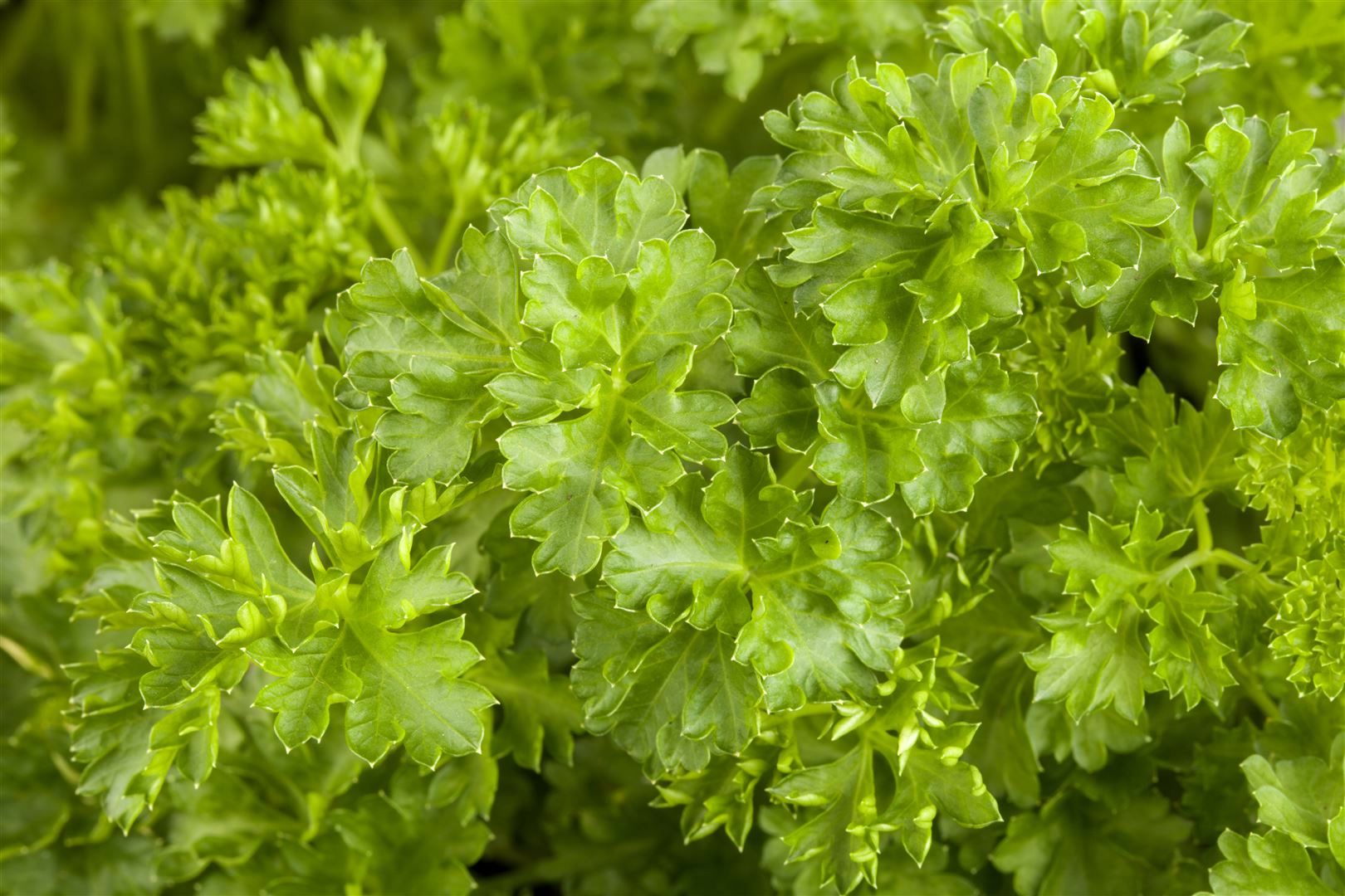 Petroselinum crispum, Petersilie, kraus, ca. 9x9 cm Topf - Bild 1