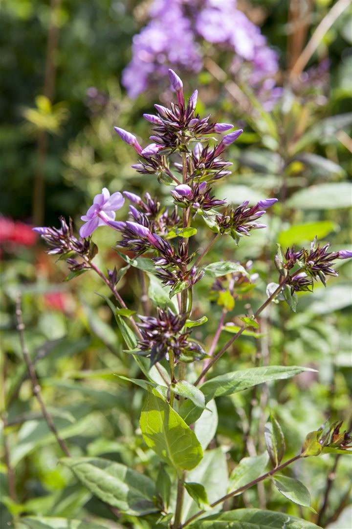 Phlox divaricata 'Clouds of Perfume', Duftphlox, lavendelblau, ca. 9x9 cm Topf - Bild 1